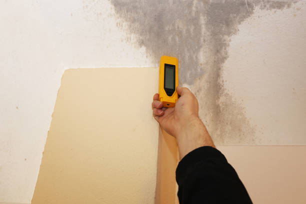 Best Biohazard Mold Removal  in Pampa, TX