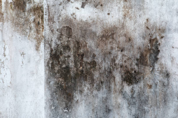 Best Indoor Air Quality Assessment  in Pampa, TX