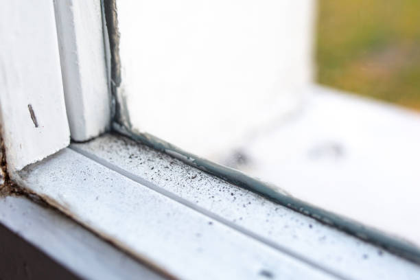 Best Mold Odor Removal Services  in Pampa, TX