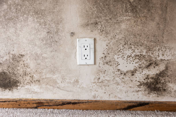 Environmental Consulting for Mold Prevention in Pampa, TX