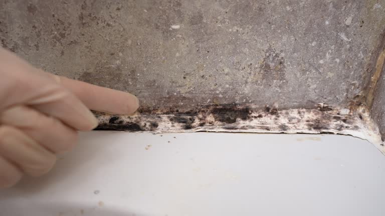 Mold Removal for HVAC Installations in Pampa, TX